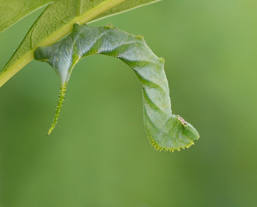 Rustic sphinx moth caterpillar on native fringetree in the pollinator garden.
