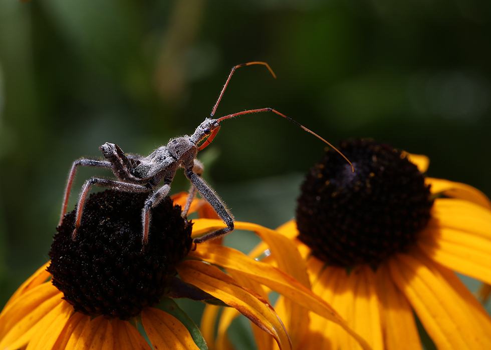 Wheel bug nymph searching for prey on the orange coneflower.