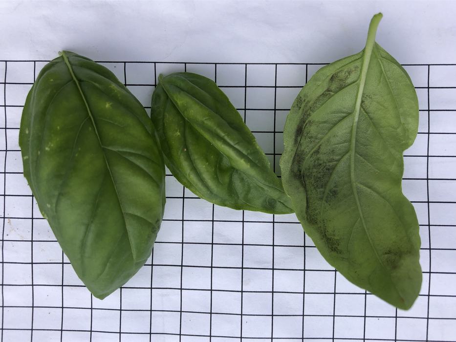 Basil downy mildew