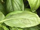 Basil downy mildew spores on underside of basil leaf