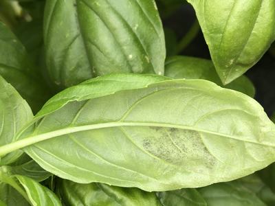 Basil downy mildew spores on underside of basil leaf