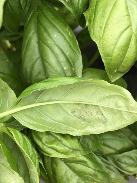 Basil downy mildew spores on underside of basil leaf