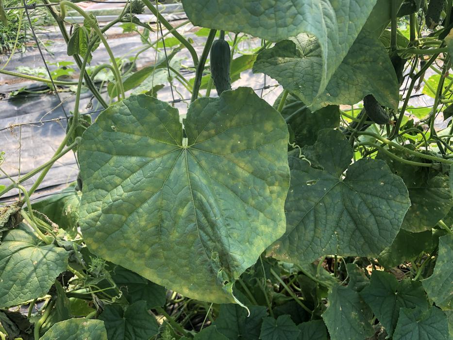 Cucumber downy mildew