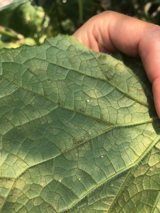 Cucumber downy mildew spores on underside of leaf