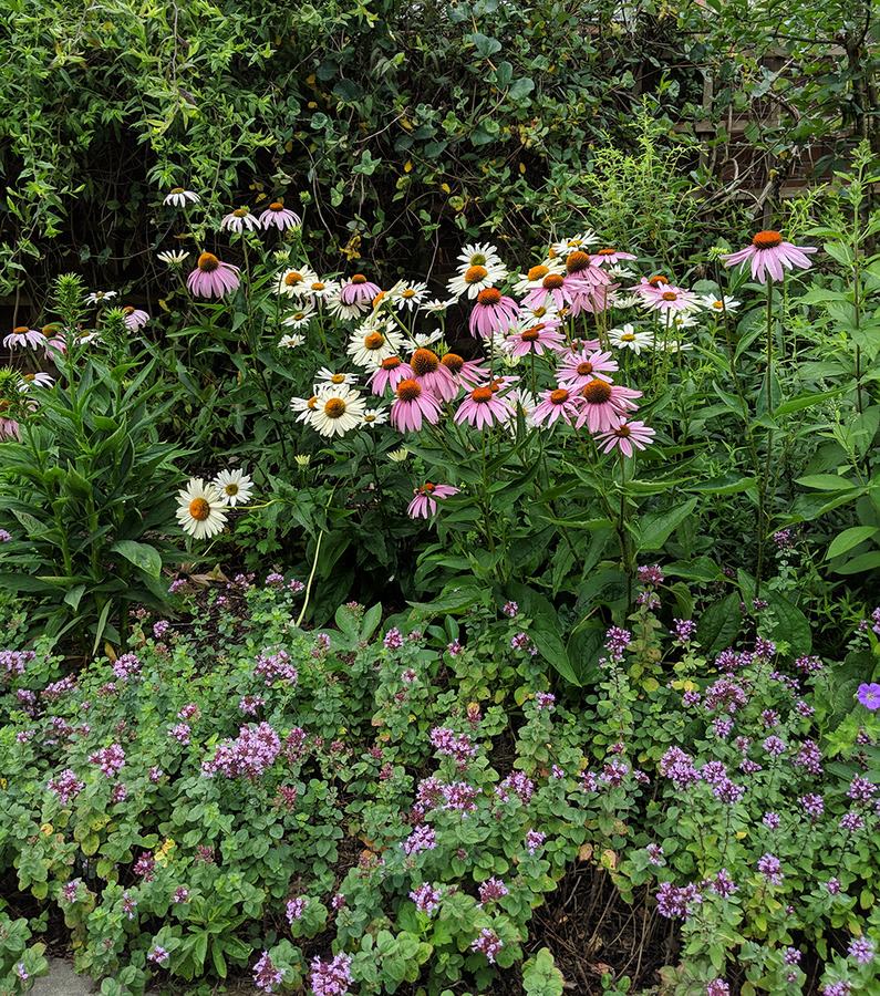 coneflowers and ornamental oregano