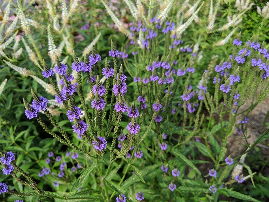Blue vervain and culver's root.