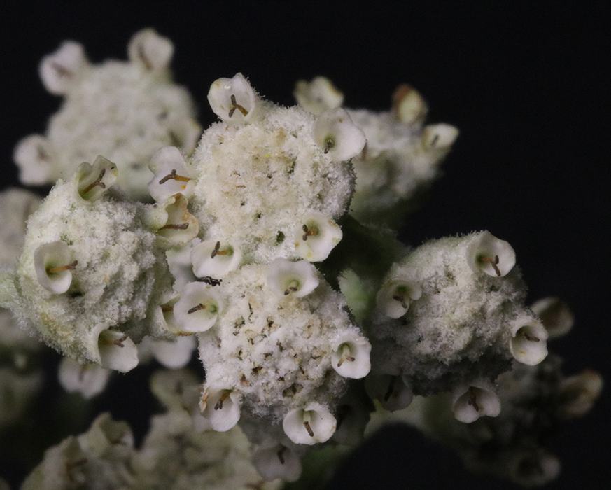 Native wild quinine, also called American feverfew, attracts a diversity of small pollinators including native bees, flies, wasps, and others. 