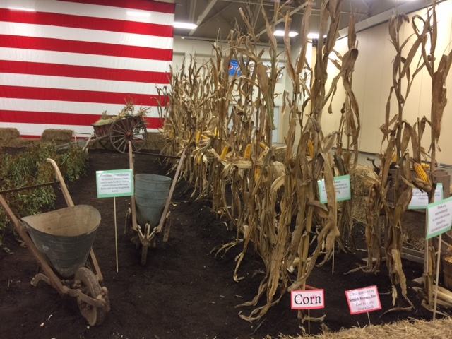 corn stalks with American Flag