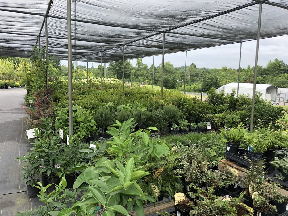 plants in a greenhouse