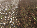 Rows of cotton plants: left side open white bolls, right side unopened brown/red bolls