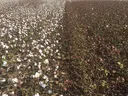 Rows of cotton plants: left side open white bolls, right side unopened brown/red bolls