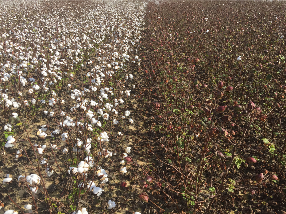 Unsprayed Bollgard 3 cotton next to unsprayed non-Bt cotton