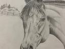 Pencil drawing of a horse head facing forward with a fence and trees in background