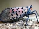 Image of spotted lanternfly