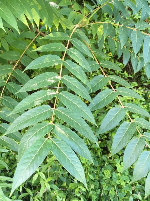 Tree-of-Heaven is an invasive, fast growing tree whose leaflets have smooth edges, or margins, and have a distinctive tooth at the base of each leaflet.
