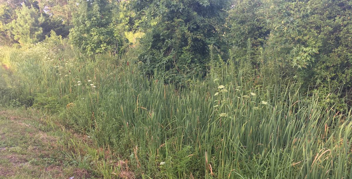 Roadside ditch with cattails, reeds, and several flowering water hemlock plants growing together.