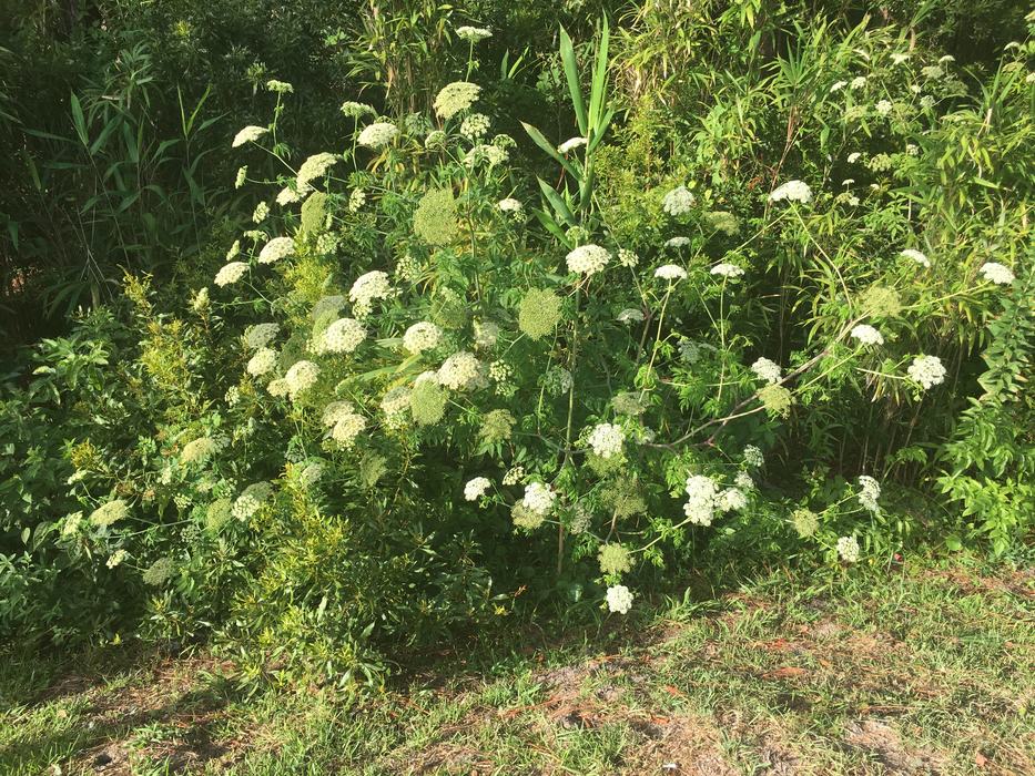 Water hemlock plant covered in umbels of white flowers growing on a ditch bank.