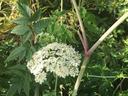 White flowers, s stem with magenta streaks and several compound leaves of the water hemlock plant
