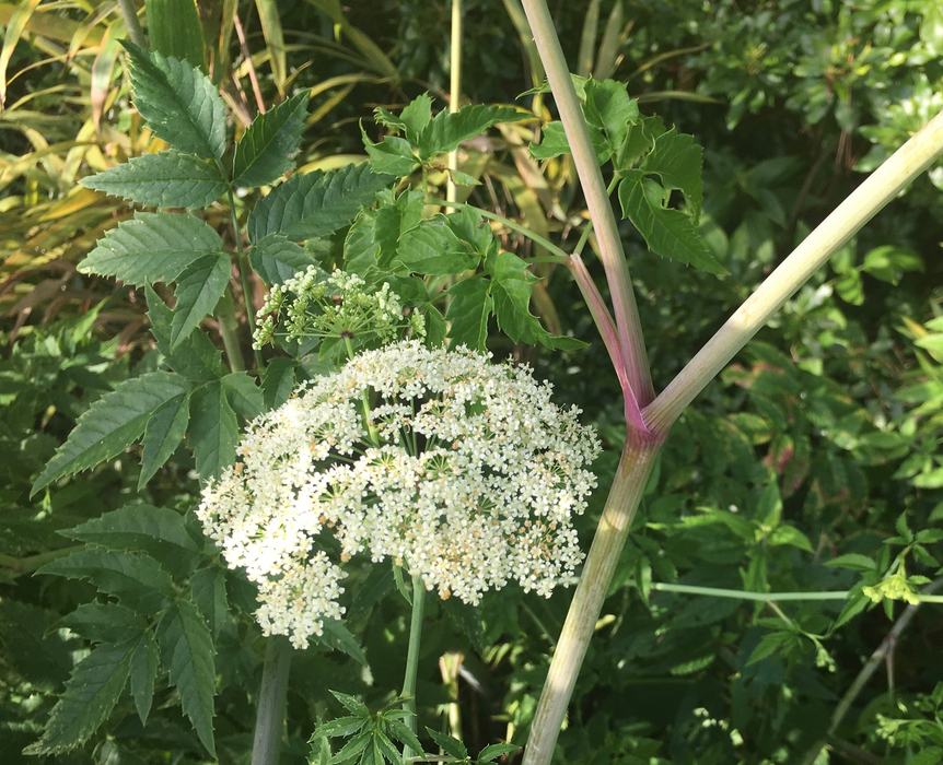 White flowers, s stem with magenta streaks and several compound leaves of the water hemlock plant
