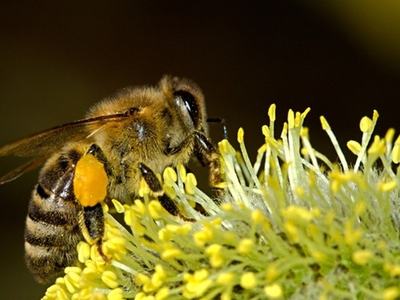 Image of a bee