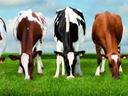 dairy cattle