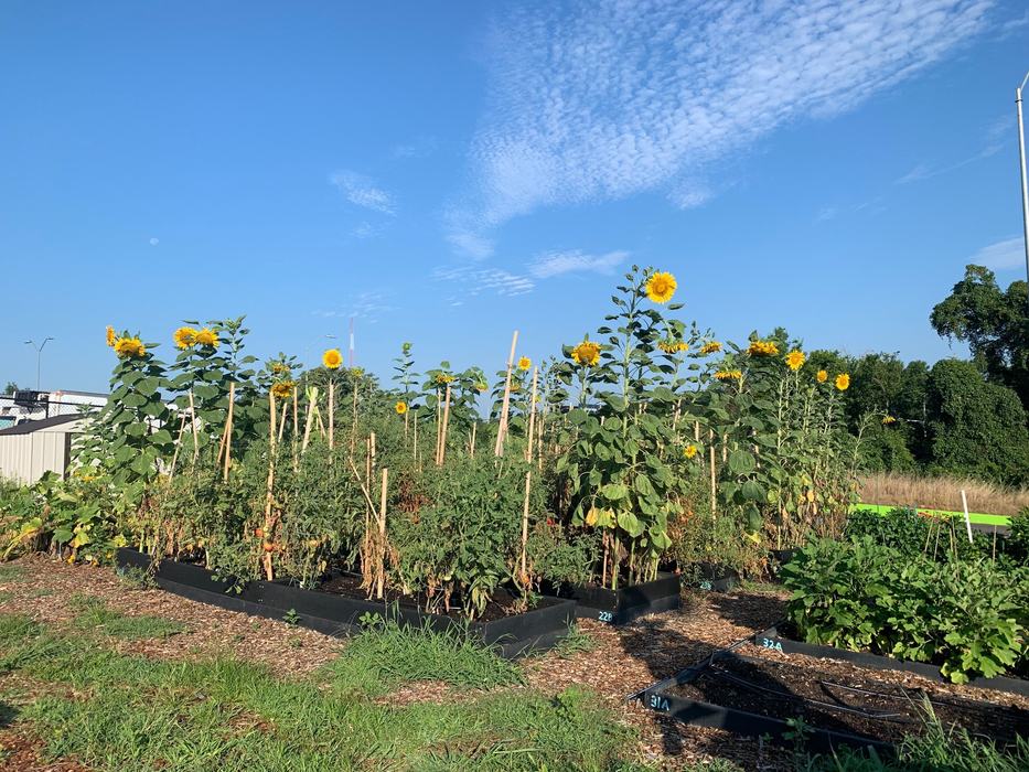 The Food Bank of Central and Eastern NC's demonstration garden