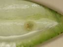 Split green pea pod interior showing a single immature pea nestled in the seam