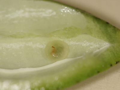 Split green pea pod interior showing a single immature pea nestled in the seam