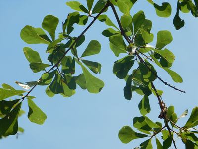 water oak
