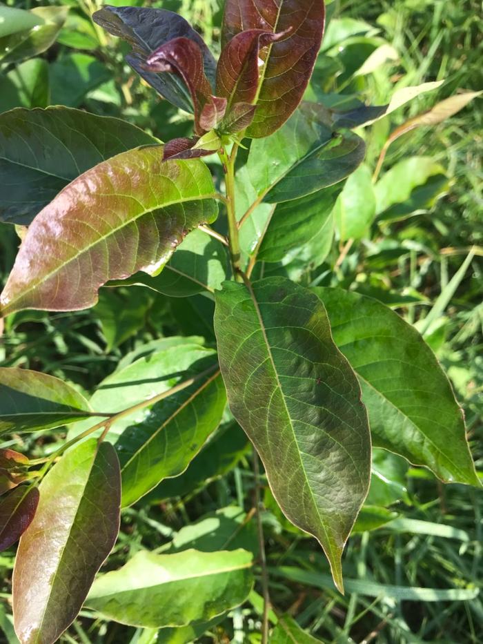 Sourwood Sapling