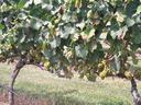 Vinifera Grapes. Surry Co.
