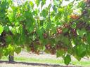 Muscadine grapes. New Hanover Co.