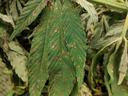 Cannabis leaf with many circular brown lesions (leaf spot)