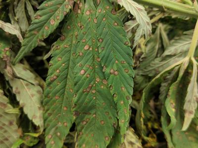 Cannabis leaf with many circular brown lesions (leaf spot)