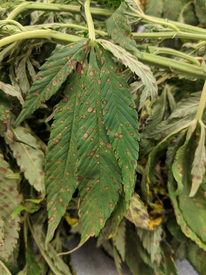 Exserohilum leaf spot