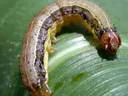 Fall Armyworm