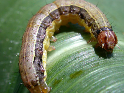 Fall Armyworm