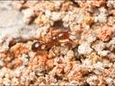 Small reddish ant on coarse, granulated soil