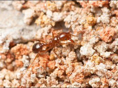Small reddish ant on coarse, granulated soil