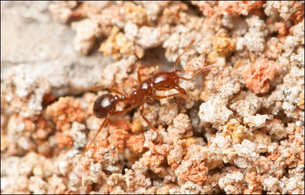 Small reddish ant on coarse, granulated soil