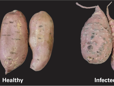 Side-by-side comparison showing non-infected sweet potatoes versus sweet potatoes infected with Guava Root Knot Nematode