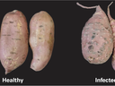 Side-by-side comparison showing non-infected sweet potatoes versus sweet potatoes infected with Guava Root Knot Nematode