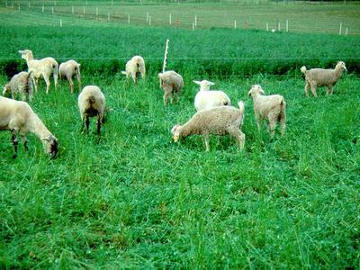 Sheep grazing in a grassy, fenced pasture