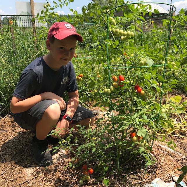 tomatoes