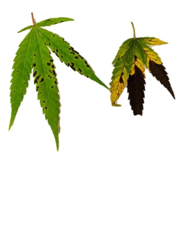 Bacterial leaf blight