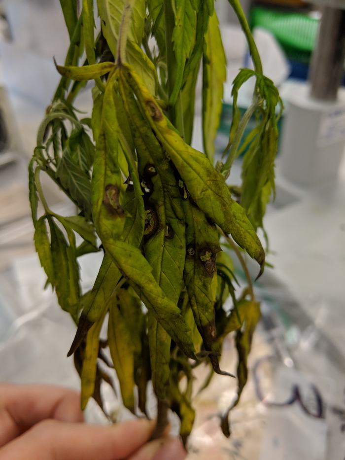 Fusarium leaf spot