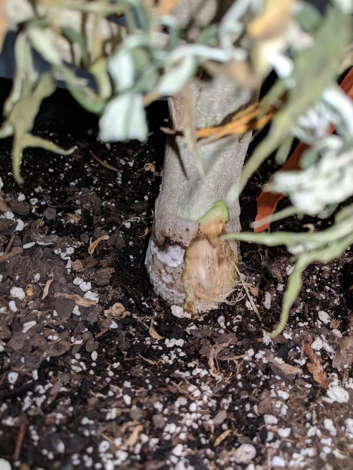 Fusarium wilt vascular discoloration