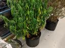 Fusarium wilt