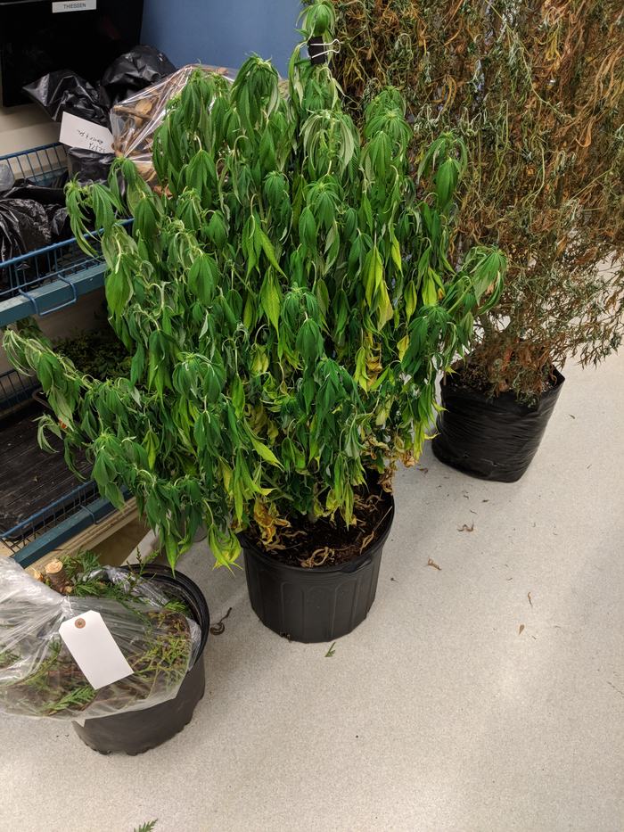 Fusarium wilt
