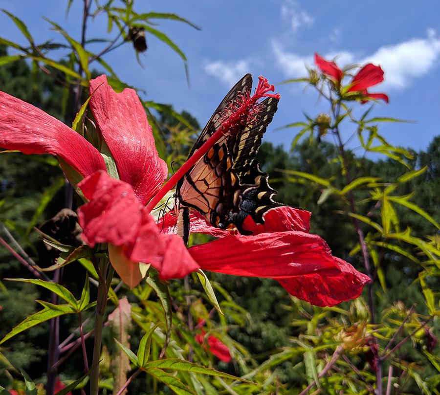 Tiger swallowtail on red rose mallow. 